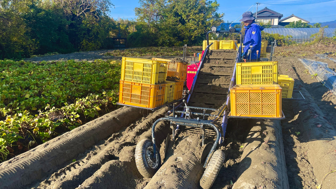 やっと芋堀りが終わりました。