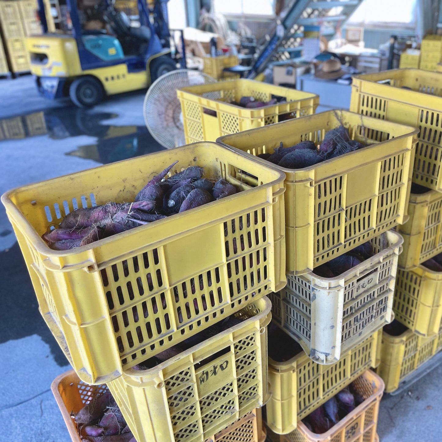 紅はるか5kg(訳あり)※送料無料