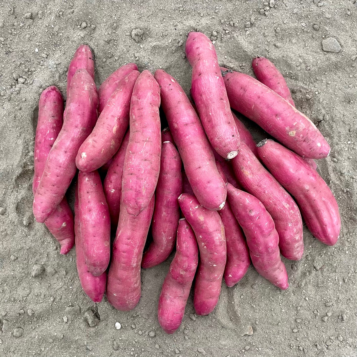 紅はるか5kg(中サイズ)※送料無料