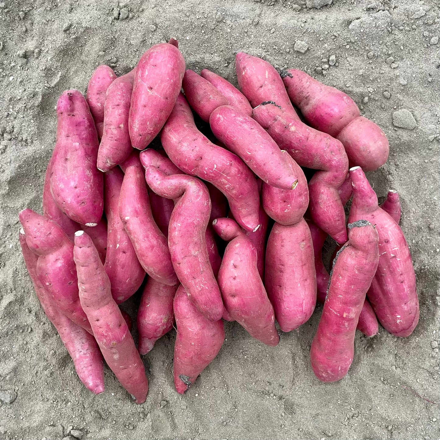 紅はるか5kg(訳あり)※送料無料