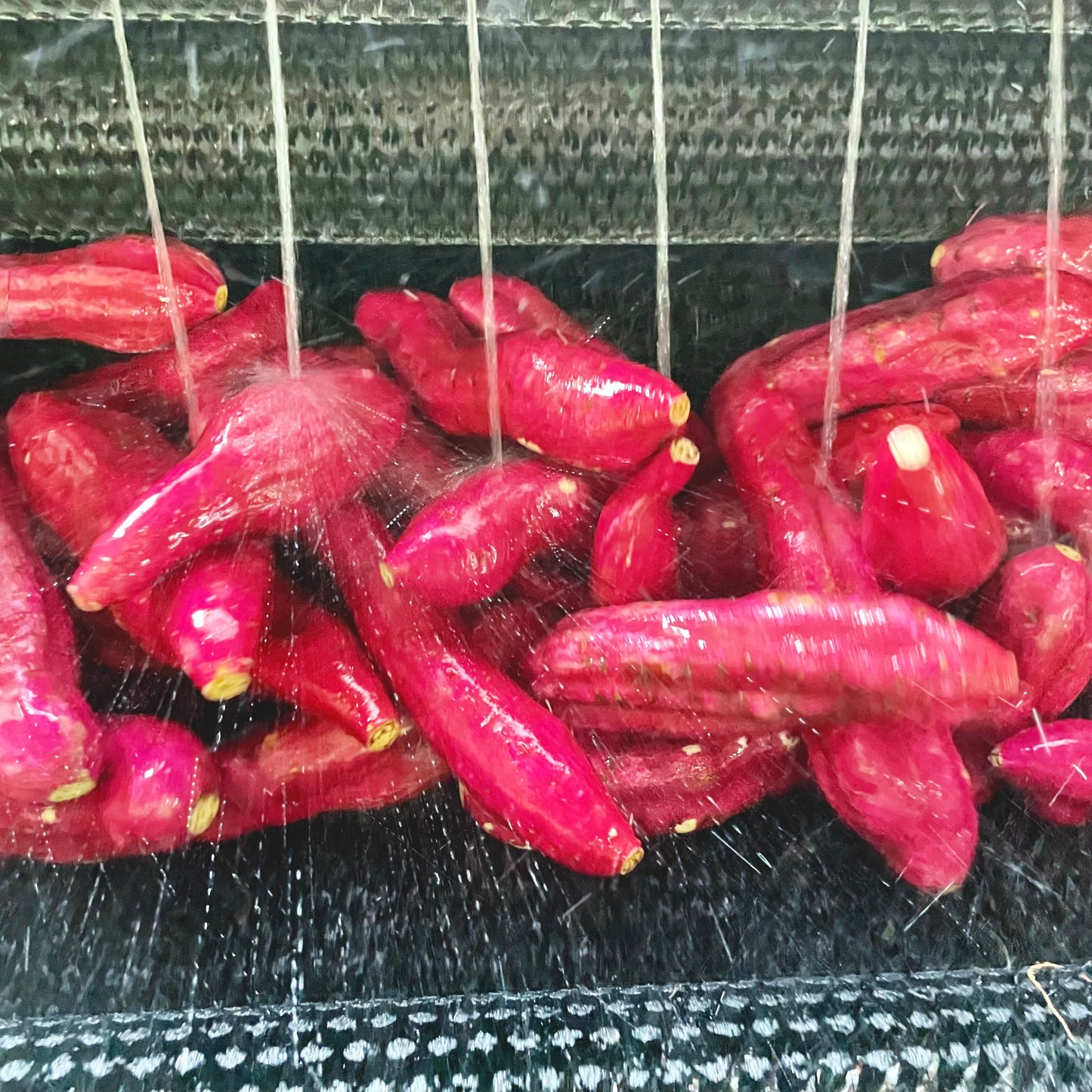 紅はるか5kg(訳あり)※送料無料
