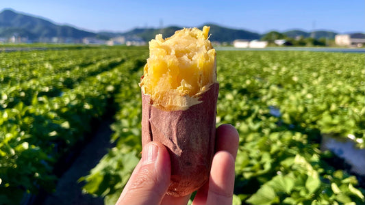 冷凍焼き芋、はじめました。