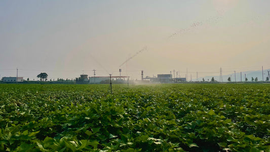 スプリンクラー、散水中。