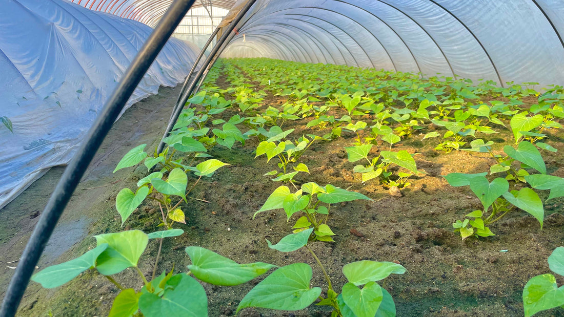 苗植えから2週間が経過しました。