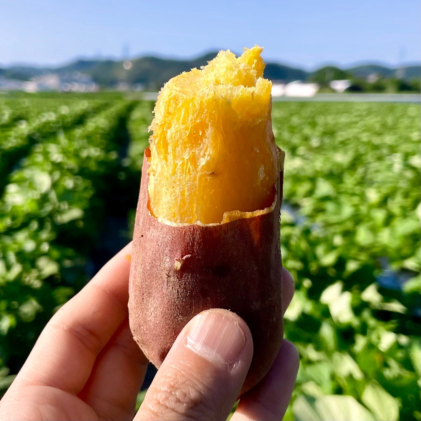 紅はるか冷凍焼き芋1.5kg(訳あり)※送料無料