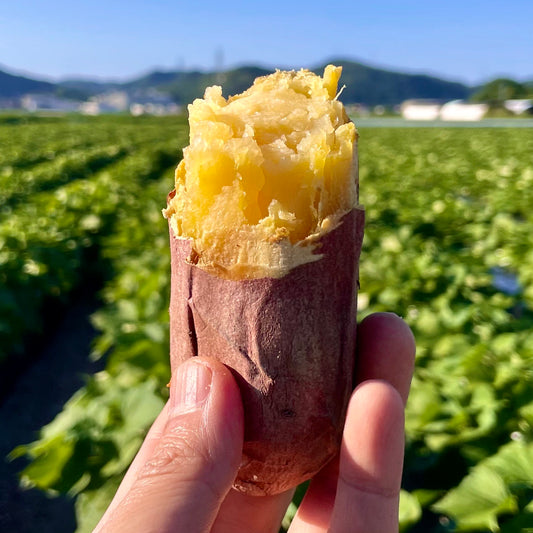 なると金時冷凍焼き芋1.5kg(中サイズ)※送料無料