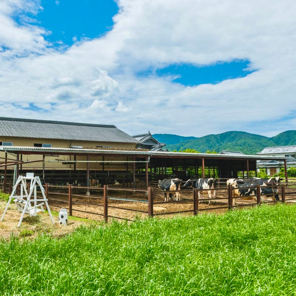 焼き芋ジェラート12個※送料無料