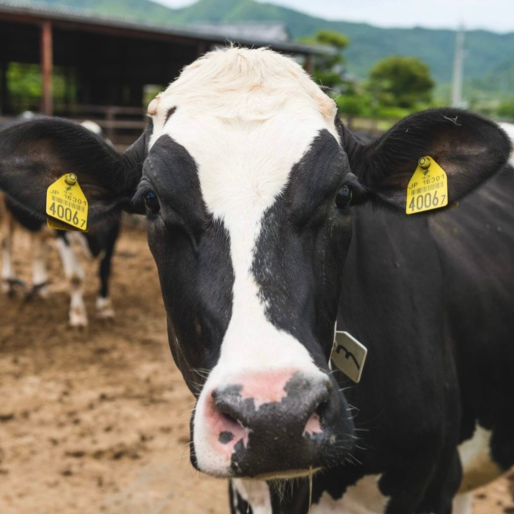 焼き芋ジェラート12個※送料無料